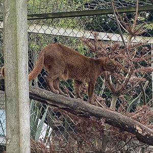 Jaguarundi 190422