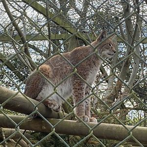 Northern lynx 190422