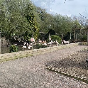 Flamingo enclosure 190422