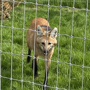Maned wolf 190422