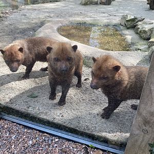 Bush dogs 190422