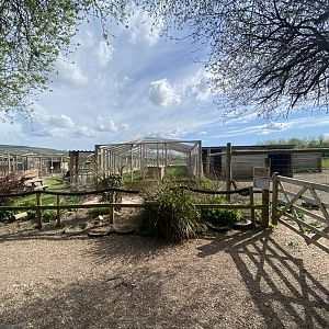 Caracal enclosure 190422