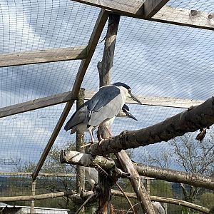 Black-crowned night heron 190422