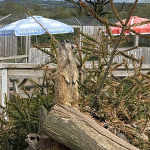 Meerkat 190422