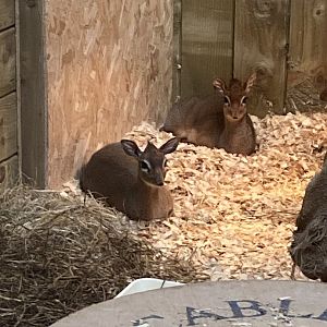 Kirk's dik-diks 190422