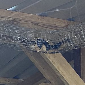 Finlayson's squirrel 190422