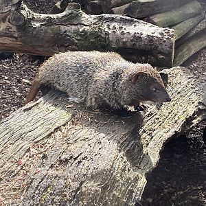 Egyptian mongoose 190422