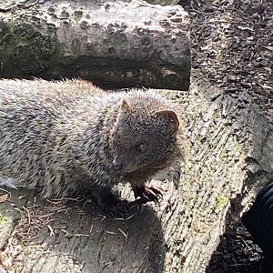 Egyptian mongoose 190422