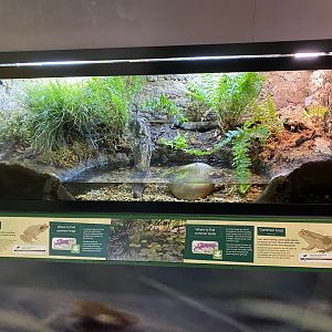 Toad Hall - Common frog and Common toad exhibit 290422