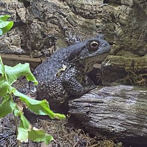 Toad Hall - Common toad 290422