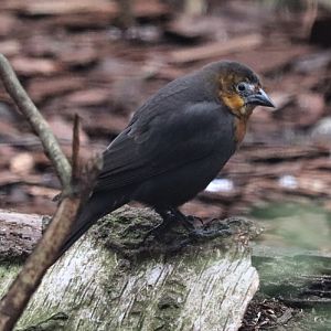 Yellow-headed blackbird (Xanthocephalus xanthocephalus)