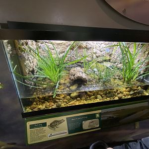 Toad Hall - Pool frog exhibit 290422