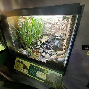 Toad Hall - Yellow-bellied toad exhibit 290422