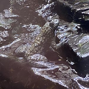 Toad Hall - Yellow-bellied toad 290422