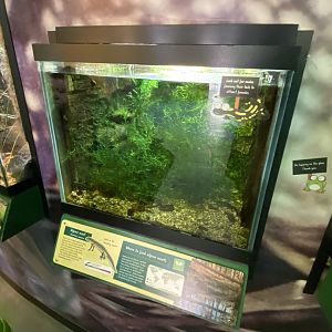 Toad Hall - Alpine newt exhibit 290422