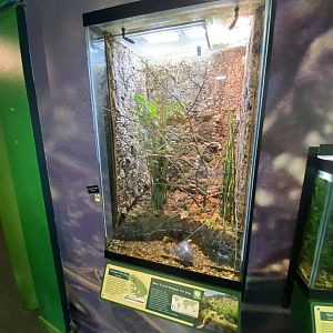 Toad Hall - European tree frog exhibit 290422