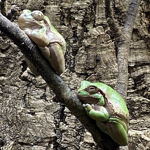 Toad Hall - European tree frogs 290422
