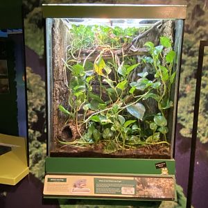 Toad Hall - White's tree frog exhibit 290422