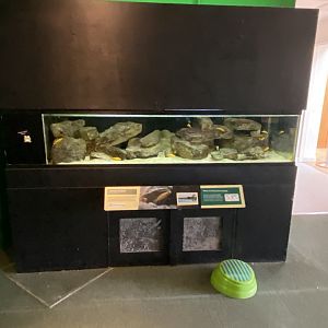Toad Hall - Cichlid exhibit 290422