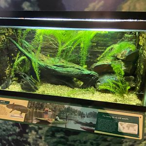 Toad Hall - Axolotl exhibit 290422