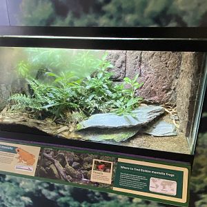 Toad Hall - Golden mantella exhibit 290422