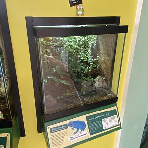 Toad Hall - Blue poison dart frog exhibit 290422