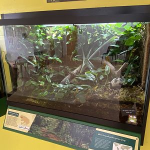 Toad Hall - Golden poison frog exhibit 290422