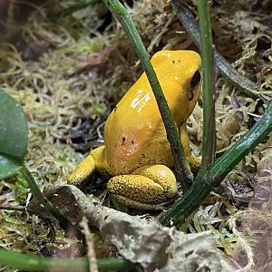 Toad Hall - Golden poison frog 290422