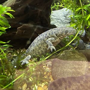 Toad Hall - Iberian ribbed newt 290422