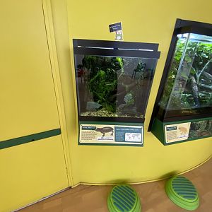 Toad Hall - Iberian ribbed newt exhibit 290422