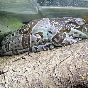 Toad Hall - Amazon milk frog 290422