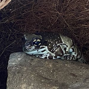 Toad Hall - Amazon milk frog 190422