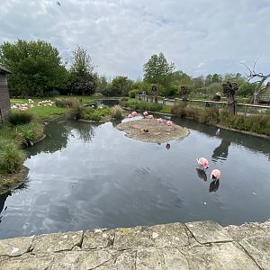 Andean and James's flamingos exhibit 290422