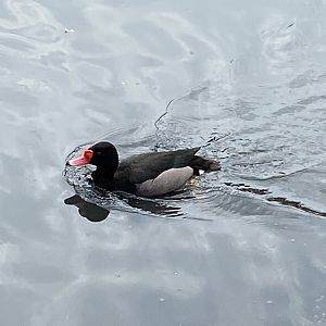 Rosy-billed pochard 290422