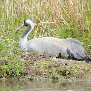 Eurasian crane 290422