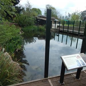 North American river otter exhibit 290422