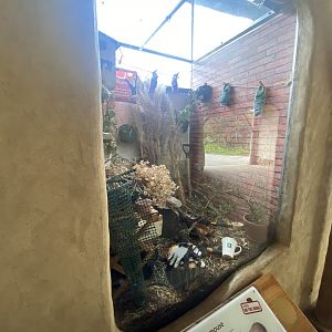 Harvest mouse exhibit 290422