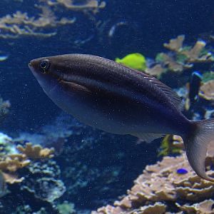 Fish at Hagenbeck's Tierpark