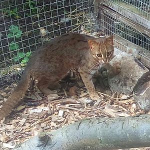 Rusty Spotted Cat 26/5/22