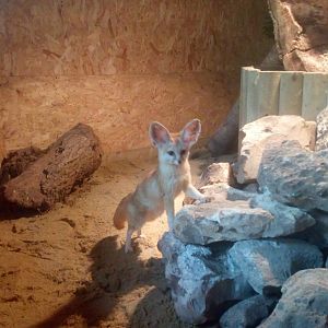 Fennec Fox 26/5/22