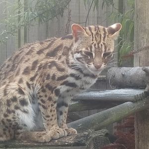 Leopard Cat 26/5/22