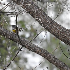 MacGillivray's Warbler