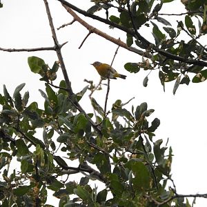 Nashville Warbler