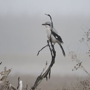 Northern Shrike