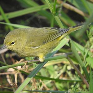 Orange-crowned Warbler