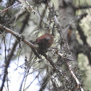 Pacific Wren