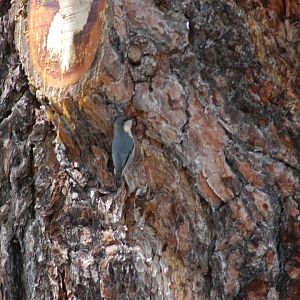 Pygmy Nuthatch