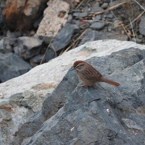 Rufous-crowned Sparrow