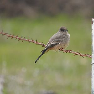 Say's Phoebe