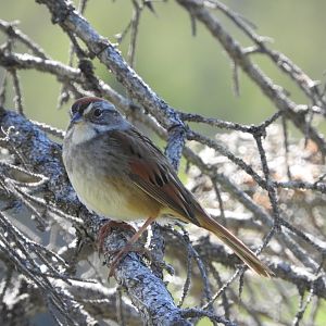 Swamp Sparrow